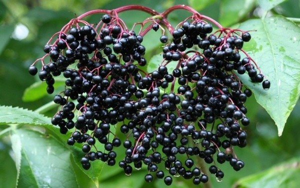 самые опасные блюда в мире. Смотреть фото самые опасные блюда в мире. Смотреть картинку самые опасные блюда в мире. Картинка про самые опасные блюда в мире. Фото самые опасные блюда в мире самые опасные блюда в мире. Смотреть фото самые опасные блюда в мире. Смотреть картинку самые опасные блюда в мире. Картинка про самые опасные блюда в мире. Фото самые опасные блюда в мире