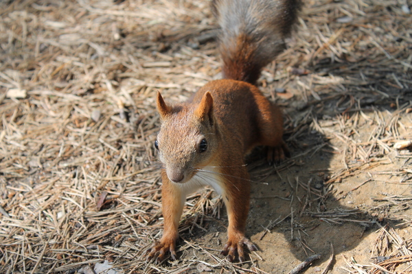 Just a squirrel - Squirrel, , Tryn-trava