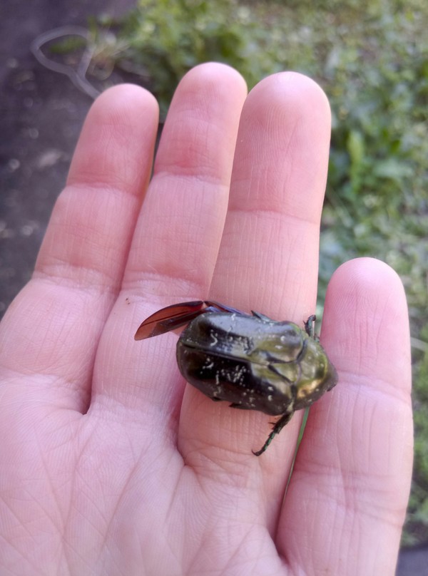 Жучары | Пикабу