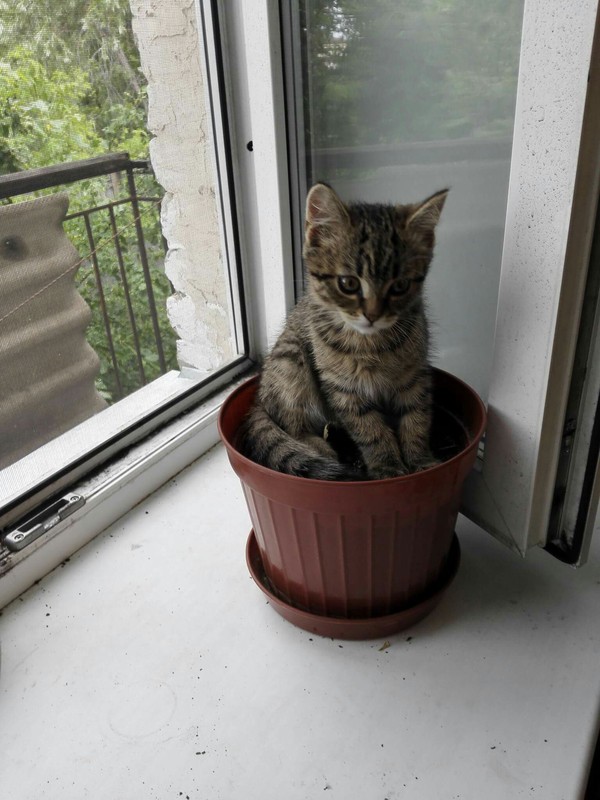 unusual plant - My, cat, Milota, Pots