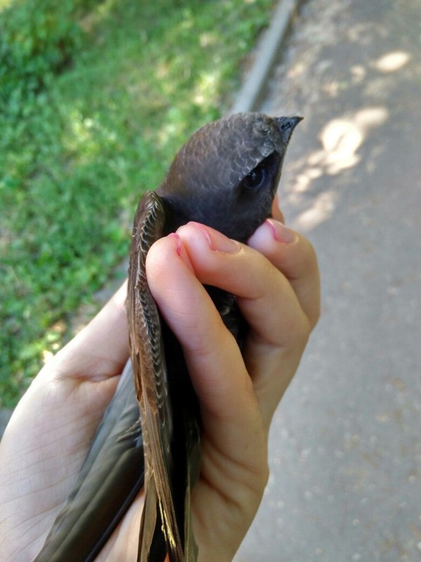 Save Private Swift - Ornithology League, Help, Helping animals, Rostov-on-Don, Swift, Longpost