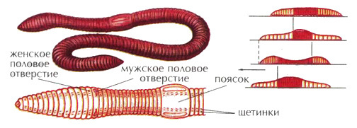 Женщины - Мужчины и женщины, Червь