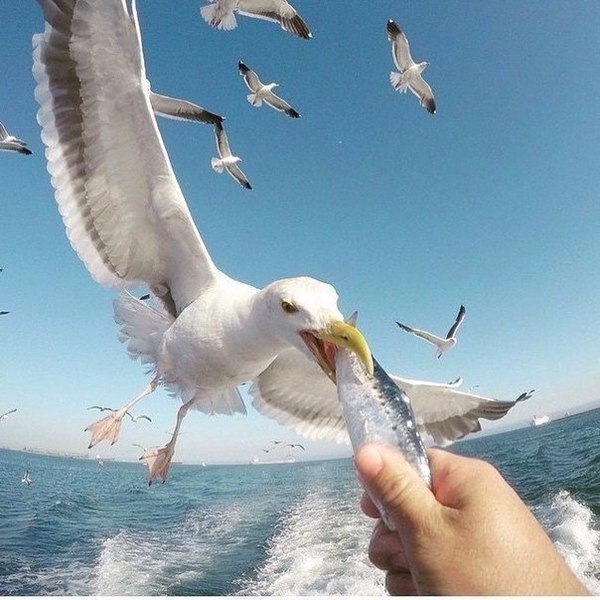 Treat - Seagulls, A fish, Nature, Hand, Sky, Water