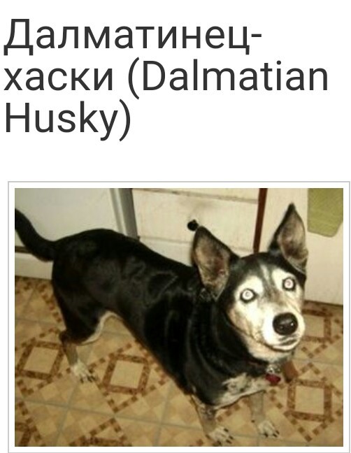 Mestizo Husky - Mestizo, Husky, Longpost, Dog