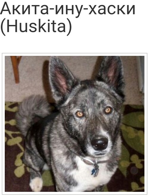 Mestizo Husky - Mestizo, Husky, Longpost, Dog