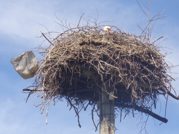 Fruits of civilization - Ecology, Stork