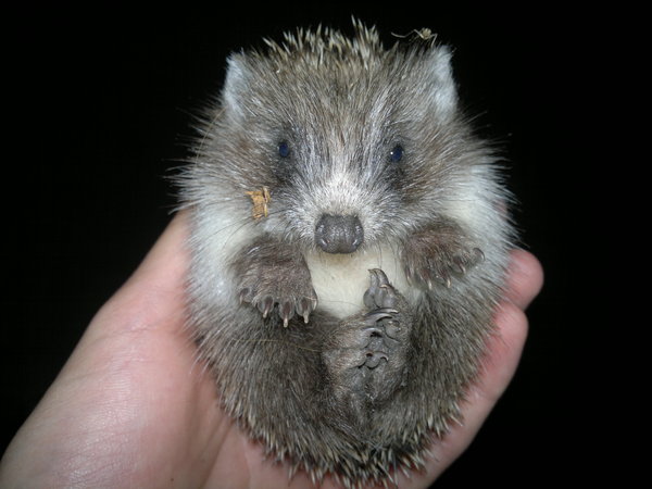 Hedgehog - My, Hedgehog, Milota, Forest Hedgehog, The photo, Longpost, Young