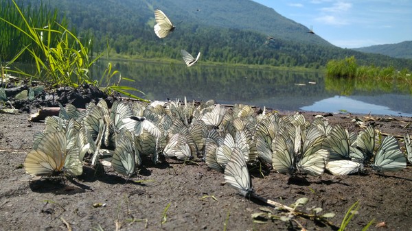 Butterflies in Altai - My, Nature, Butterfly, Lake