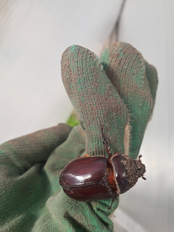 Rhinoceros beetle female - Red Book, Russia, Жуки