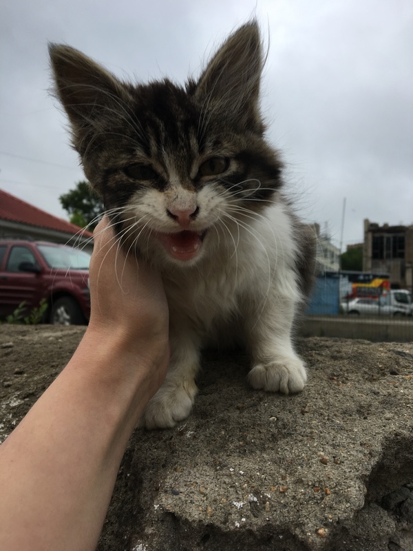 Pikabushniki Vladivostok, the cat is looking for owners - cat, Vladivostok, In good hands, , Longpost