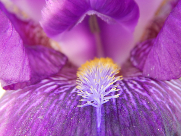 Iris - , Flowers, My, Nature, Irises