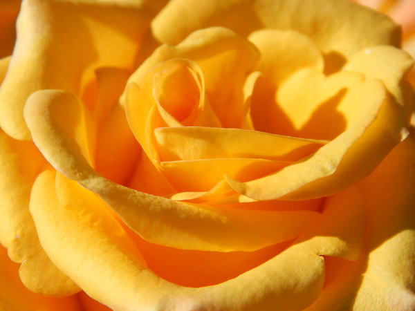 Bright yellow - Flowers, the Rose, My, Summer