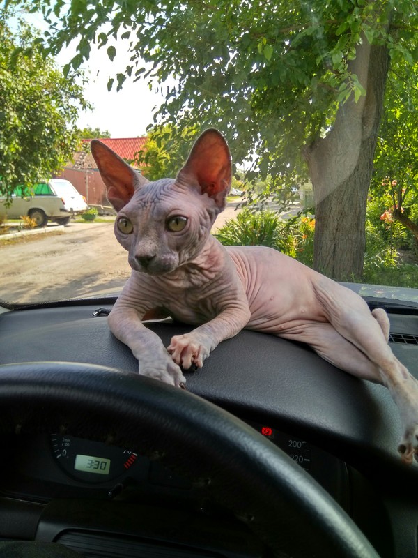 ������� ��� �� ���� ��������