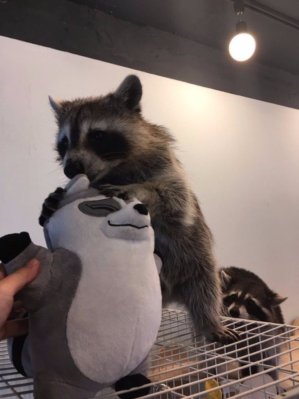 A raccoon who can't live without his raccoon. - Raccoon, Milota, Soft toy, Longpost