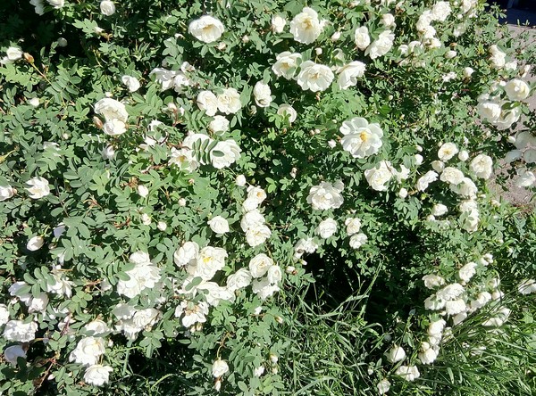 bright bush - My, Bushes, Flowers, Vegetation, The photo