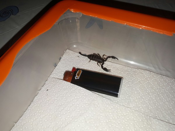 What to do with him? - My, Scorpion, Question