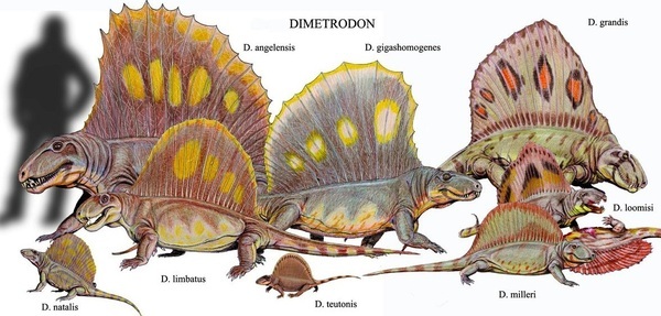 С чего всё начиналось. Сфенакодонты. Часть первая - Моё, Ssynapsid, Палеонтология, Синапсидоморфы, Пермский период, Длиннопост