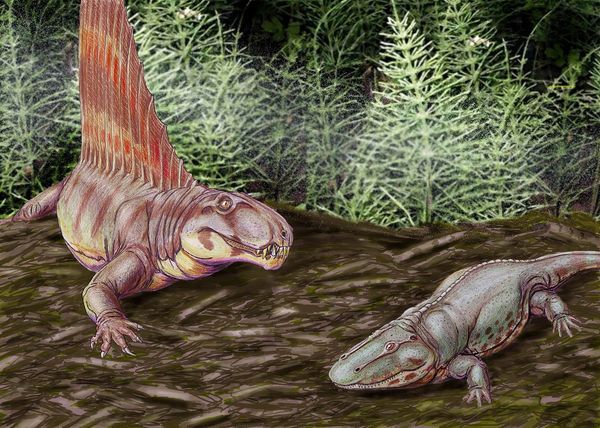 С чего всё начиналось. Сфенакодонты. Часть первая - Моё, Ssynapsid, Палеонтология, Синапсидоморфы, Пермский период, Длиннопост