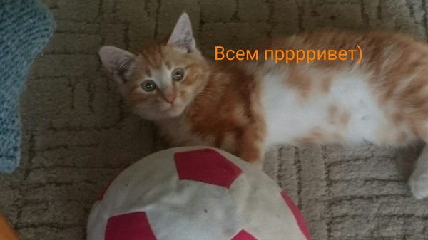 Идиот с котенком на руках, день 3 - Кот, Длиннопост, Продолжение, Моё