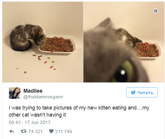 Jealous cat climbed into the photo of a new pet - cat, Jealousy, Longpost