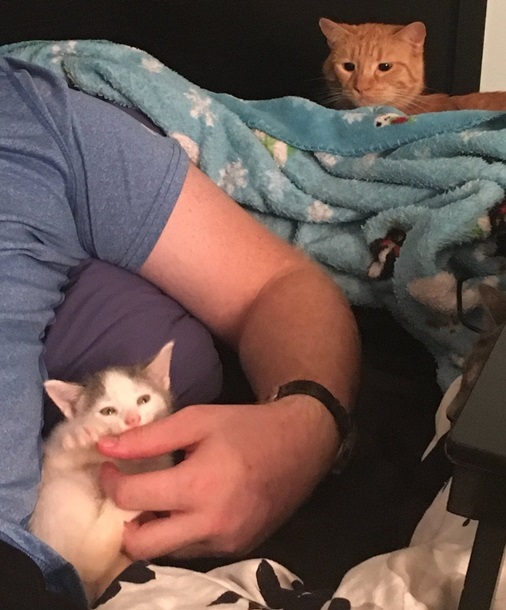 Jealous cat climbed into the photo of a new pet - cat, Jealousy, Longpost