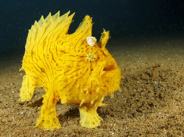 �������� ����������� ��������