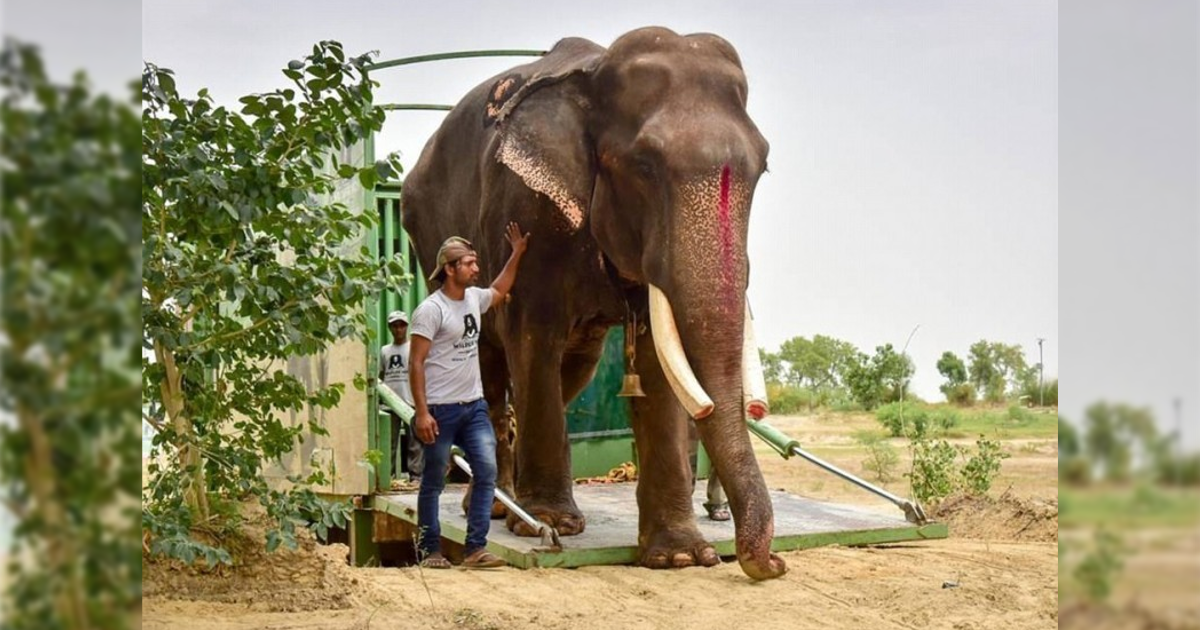 Слоновый год. Слон фото. Самый большой слон йосиу.