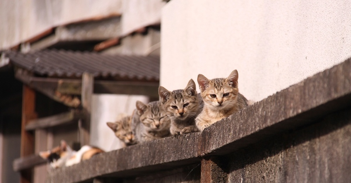 Картинки кошек на улице