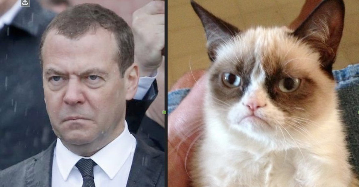 Медведев пародии. Кот похожий на Медведева. Медведев зверь. Медведев под дождем.