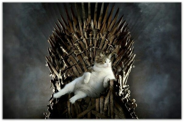 To all Game of Thrones fans - Game of Thrones, My, Catomafia, cat, My