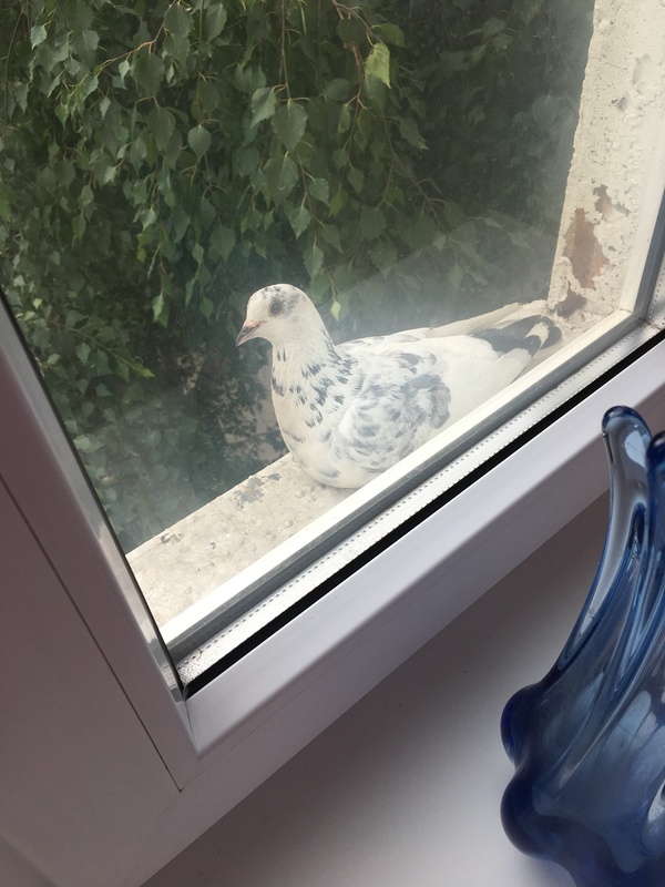 a guest - My, Pigeon, Uninvited guests