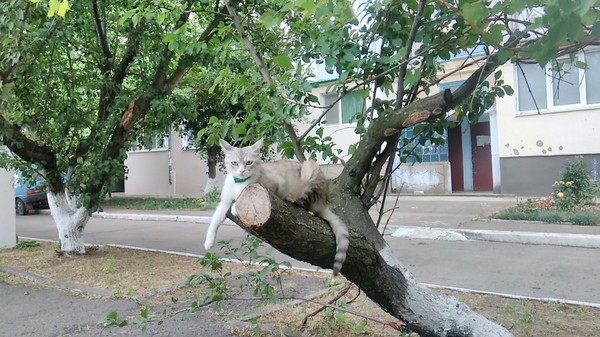 Looking... - cat, Looking, Tree