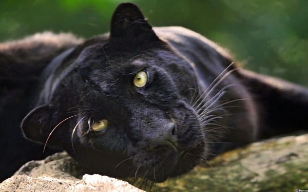 PANTHER - Panther, cat