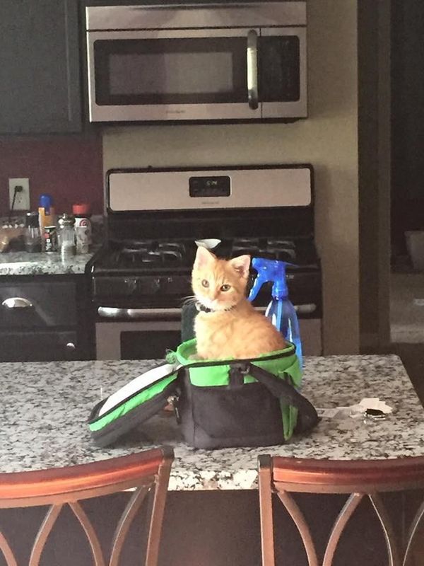 Понятливый кот