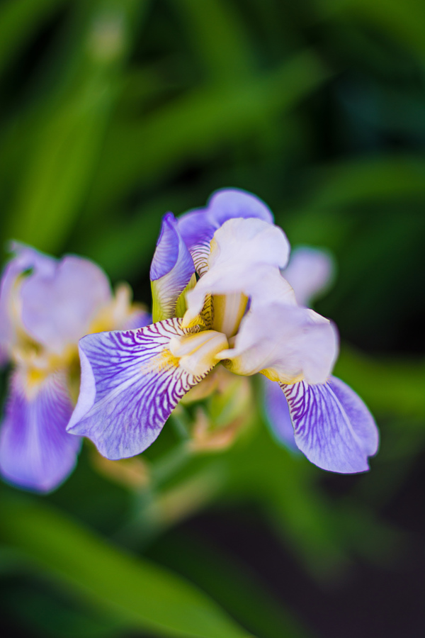 Iris - My, Flowers, Irises, The photo, Nikon d7100