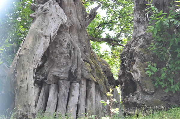 Chestnut is 3000 years old, not far from Taormina - My, Italy, Chestnut, Sicily