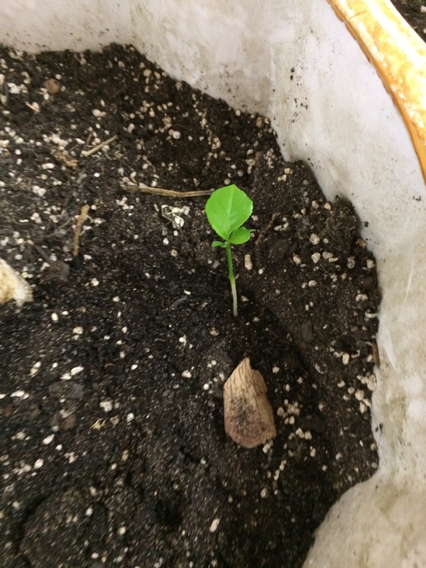 lemon sprouted - My, Lemon, Flowers, Garden, On the windowsill, Vegetable garden on the windowsill