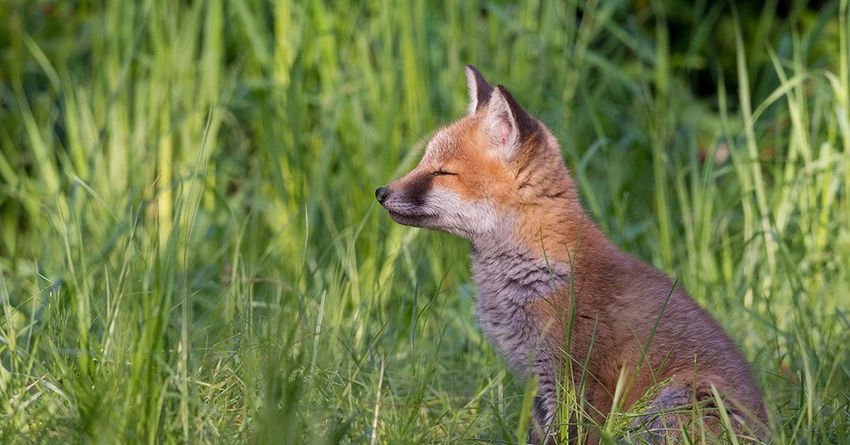 Дзен лиса картинка. Fuchsen. Fuchs Википедия. 1973: Rotfuchs.