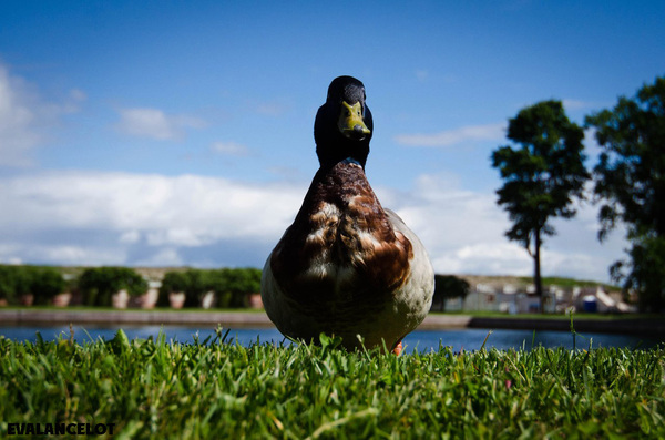 Fatty Quak! - My, Peterhof, Saint Petersburg, Duck, Ornithology, Birds, Summer, The photo, Nature