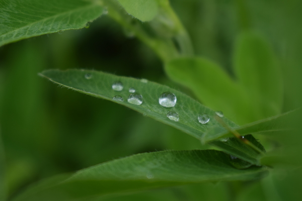 After the rain - Leaf, My, Leaves, Rain, After the rain