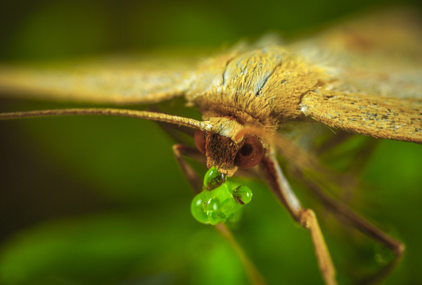 Moth quenches thirst - My, Macro, Dew, Butterfly, , , Macro photography