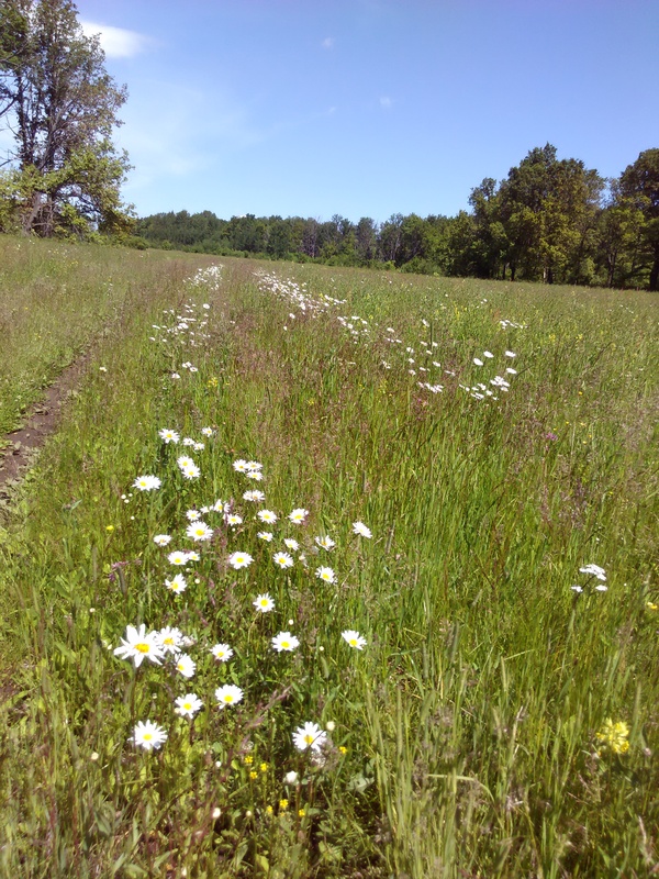 Chamomile road. - My, Russia, The nature of Russia