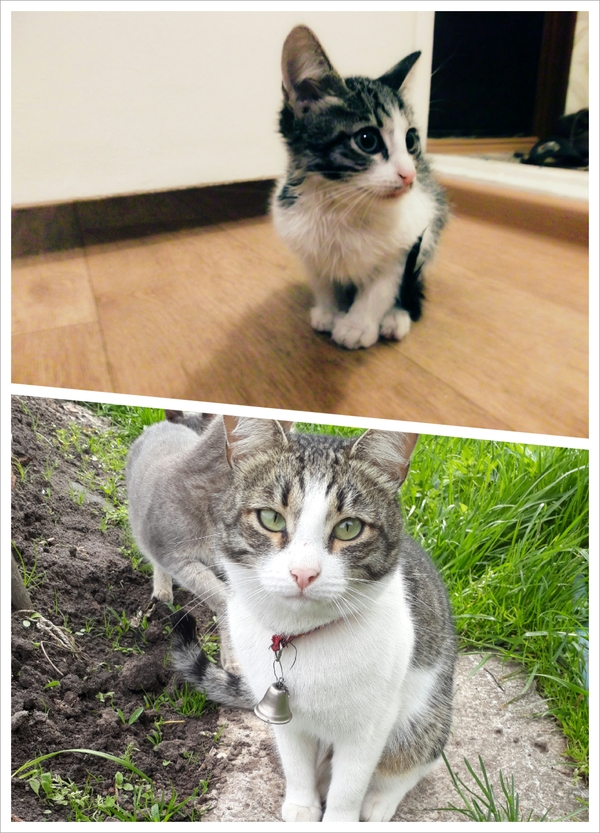 Before and after love) The difference is one and a half years) - My, cat, In good hands, Bum