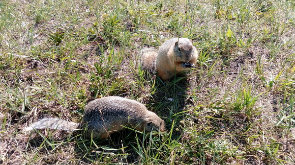 Lunch for two - Gopher, Seeds, My