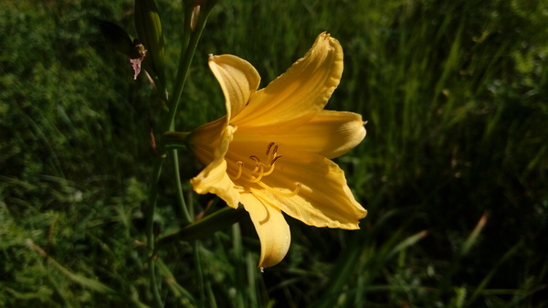 In the woods - My, Lily, Forest