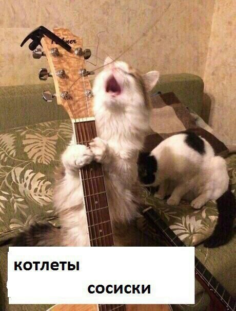 Котоборона - Юмор, Кот, Жирный котяра, Длиннопост