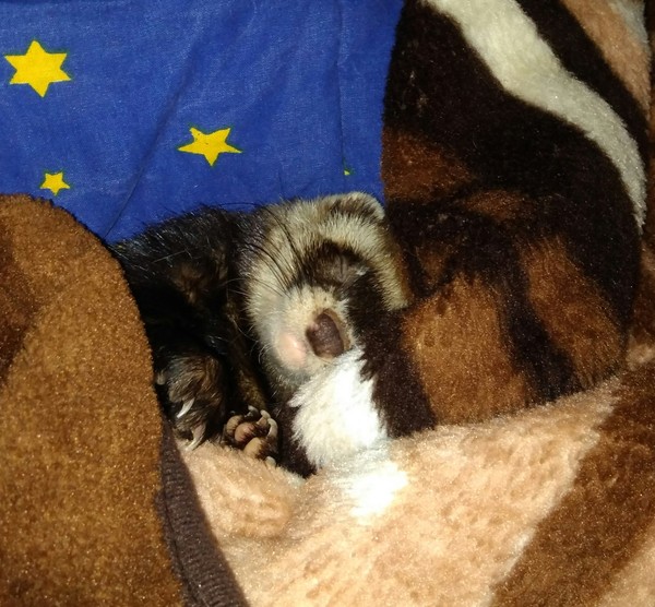 Tired ferrets sleep... - My, Ferret, Dream, Milota