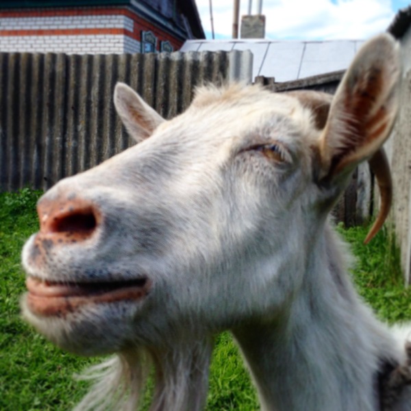 Happy goat in your feed :) - My, Goat, Happiness, Summer