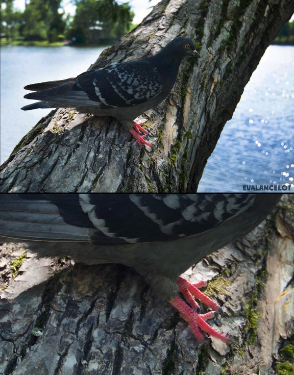 The dove sat down funny - My, Saint Petersburg, Pigeon, Memes, Animals, Humor, The photo, Birds, Inexplicable