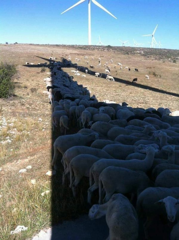 hot day - Sheeps, Heat, Shadow